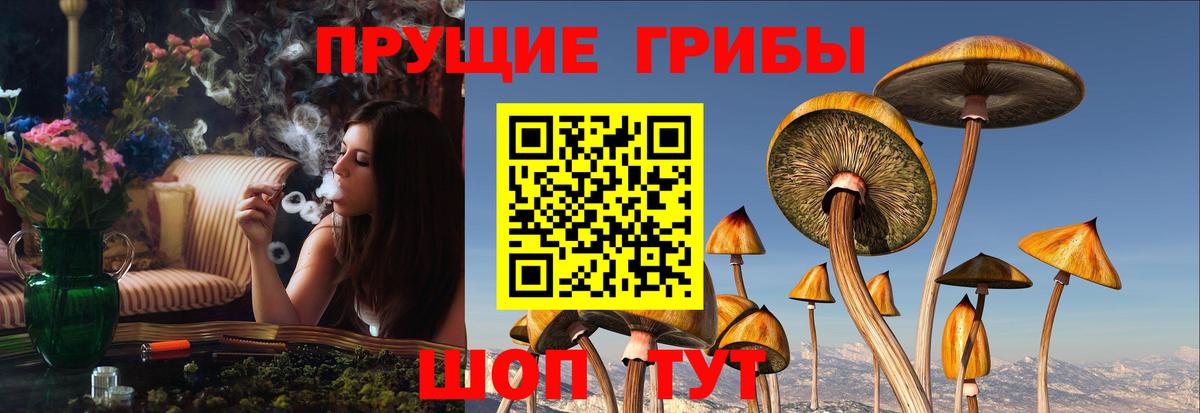 Псилоцибиновые грибы Cubensis Семёнов